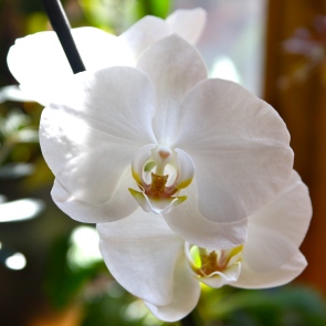 Les Orchidées... parce qu'elle sont belles!